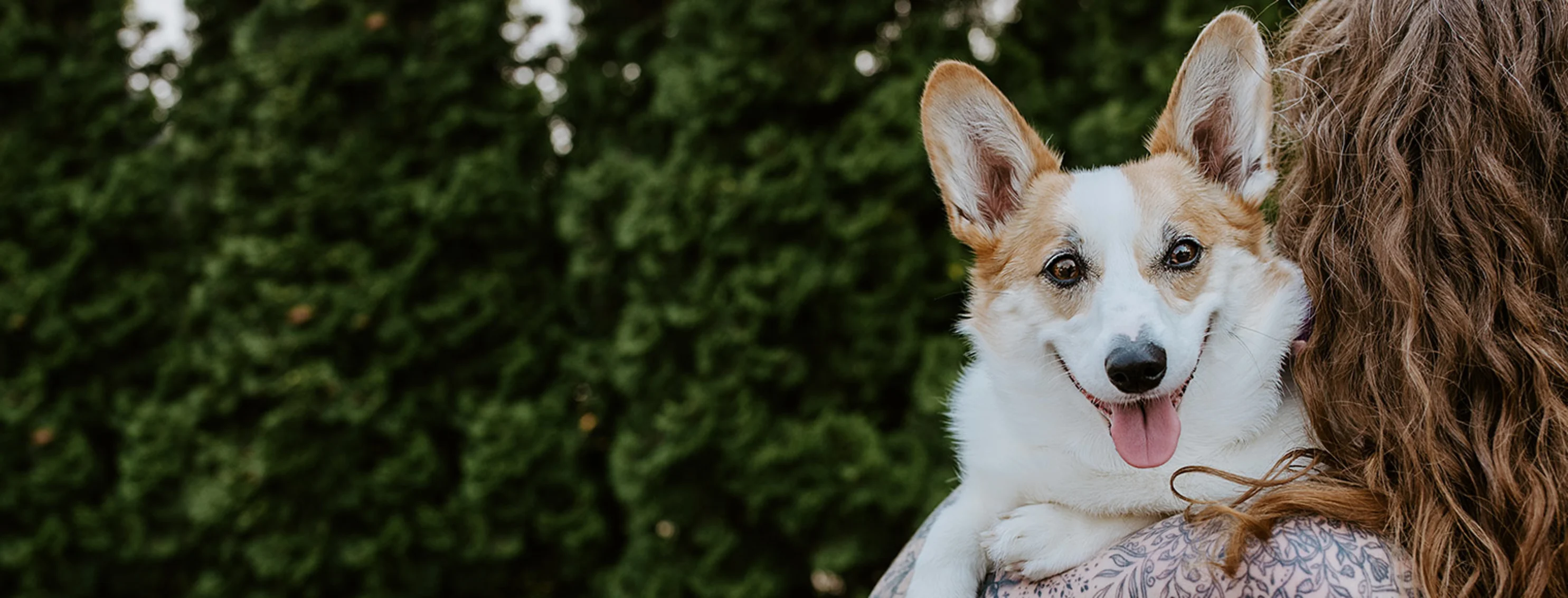 Staff holding Corgi outside